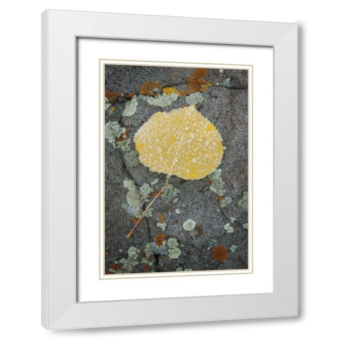 Colorado, Uncompahgre NF Rindrops on aspen leaf White Modern Wood Framed Art Print with Double Matting by Grall, Don