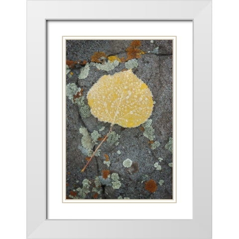 Colorado, Uncompahgre NF Rindrops on aspen leaf White Modern Wood Framed Art Print with Double Matting by Grall, Don