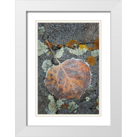Colorado, Uncompahgre NF Rindrops on aspen leaf White Modern Wood Framed Art Print with Double Matting by Grall, Don