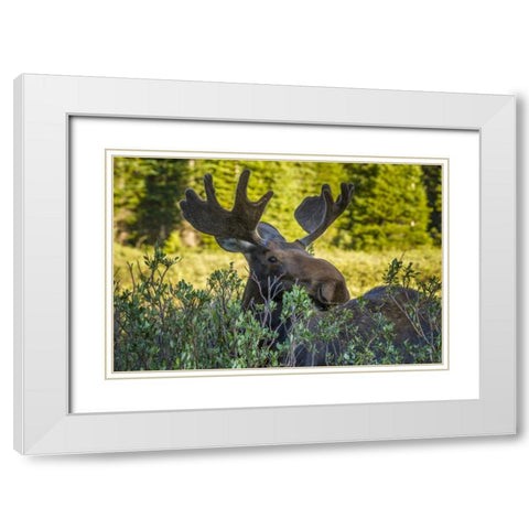 Colorado, Arapaho NF Wary male moose White Modern Wood Framed Art Print with Double Matting by Illg, Cathy and Gordon