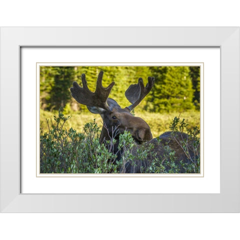 Colorado, Arapaho NF Wary male moose White Modern Wood Framed Art Print with Double Matting by Illg, Cathy and Gordon