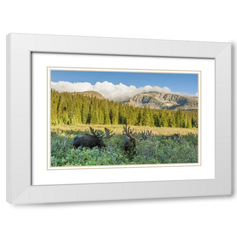 CO, Arapaho NF Male moose grazing on bushes White Modern Wood Framed Art Print with Double Matting by Illg, Cathy and Gordon