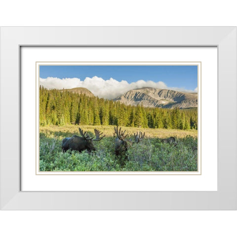 CO, Arapaho NF Male moose grazing on bushes White Modern Wood Framed Art Print with Double Matting by Illg, Cathy and Gordon