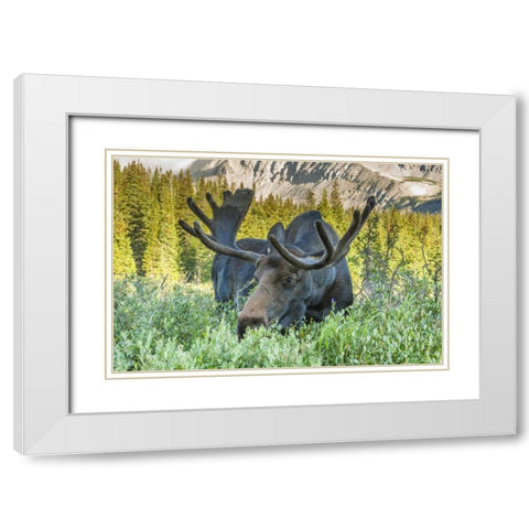 Colorado, Arapaho NF Male moose grazing on bush White Modern Wood Framed Art Print with Double Matting by Illg, Cathy and Gordon