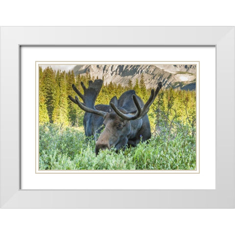 Colorado, Arapaho NF Male moose grazing on bush White Modern Wood Framed Art Print with Double Matting by Illg, Cathy and Gordon