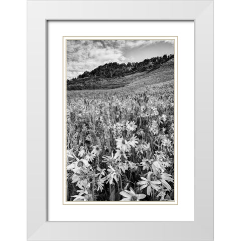Colorado Wildflowers cover hillside White Modern Wood Framed Art Print with Double Matting by Flaherty, Dennis