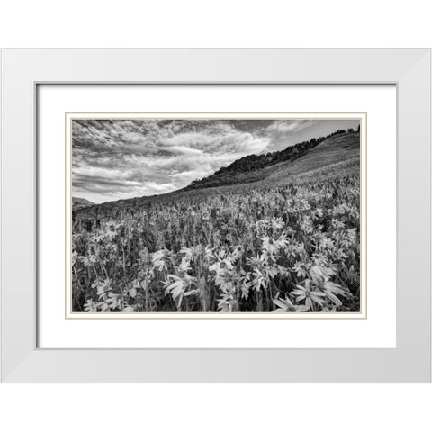 Colorado Wildflowers cover hillside White Modern Wood Framed Art Print with Double Matting by Flaherty, Dennis