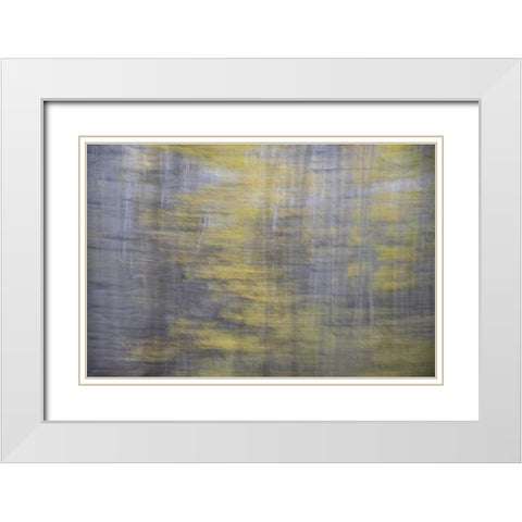 CO, Gunnison NF Abstract of aspens White Modern Wood Framed Art Print with Double Matting by Grall, Don