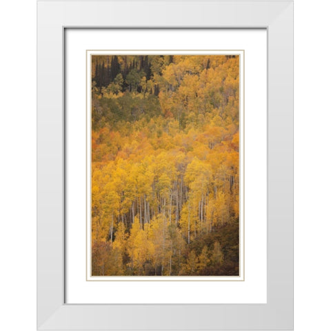 CO, Gunnison NF Aspen forest at peak autumn White Modern Wood Framed Art Print with Double Matting by Grall, Don