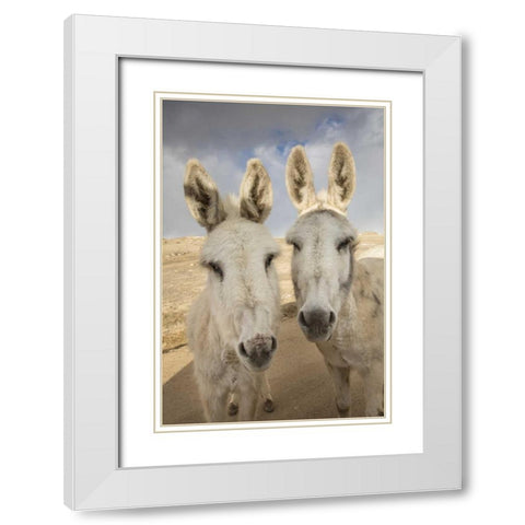 Colorado, South Park Close-up of wild burros White Modern Wood Framed Art Print with Double Matting by Grall, Don