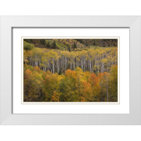 CO, White River NF Aspen grove at peak autumn White Modern Wood Framed Art Print with Double Matting by Grall, Don