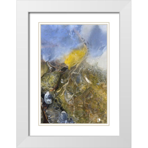 Colorado, Pike NF Frozen aspen leaf on rock White Modern Wood Framed Art Print with Double Matting by Grall, Don