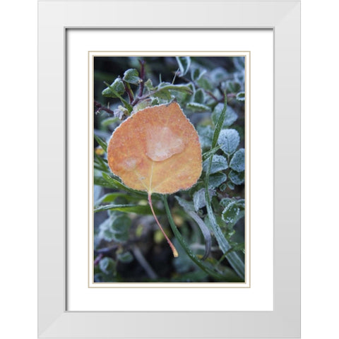 CO, Uncompahgre NF Frozen raindrops on aspen White Modern Wood Framed Art Print with Double Matting by Grall, Don