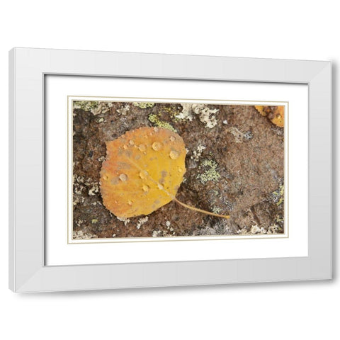 CO, Gunnison NF Aspen leaf and lichen on rock White Modern Wood Framed Art Print with Double Matting by Grall, Don
