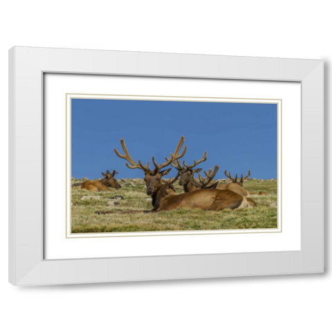 Colorado, Rocky Mountain NP Bull elks resting White Modern Wood Framed Art Print with Double Matting by Illg, Cathy and Gordon