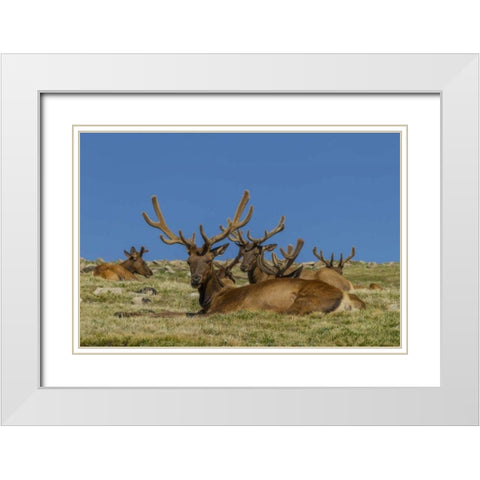 Colorado, Rocky Mountain NP Bull elks resting White Modern Wood Framed Art Print with Double Matting by Illg, Cathy and Gordon