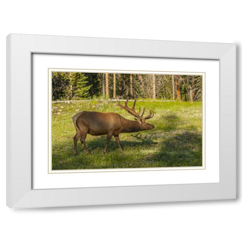 Colorado, Rocky Mountain NP Bull elk in field White Modern Wood Framed Art Print with Double Matting by Illg, Cathy and Gordon