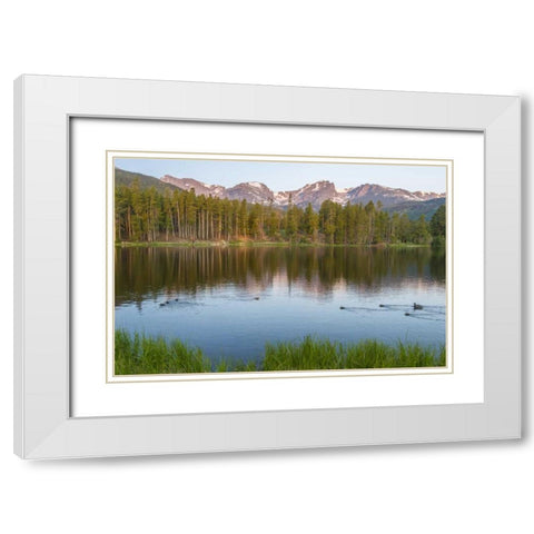 Colorado, Rocky Mountains Ducks on Sprague Lake White Modern Wood Framed Art Print with Double Matting by Illg, Cathy and Gordon