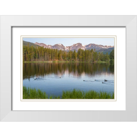 Colorado, Rocky Mountains Ducks on Sprague Lake White Modern Wood Framed Art Print with Double Matting by Illg, Cathy and Gordon