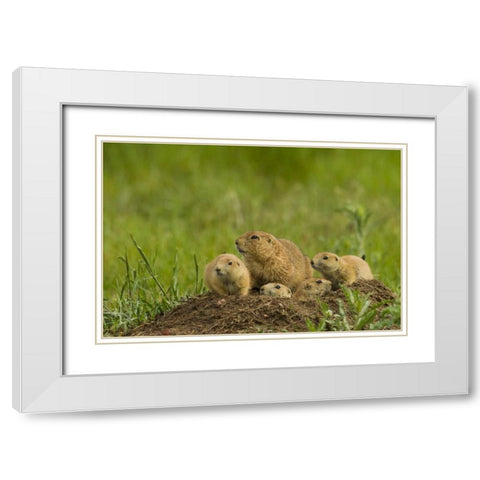 CO, Rocky Mountain Arsenal Prairie dog family White Modern Wood Framed Art Print with Double Matting by Illg, Cathy and Gordon