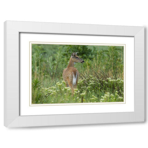 CO, Rocky Mountain Arsenal White-tailed deer White Modern Wood Framed Art Print with Double Matting by Illg, Cathy and Gordon