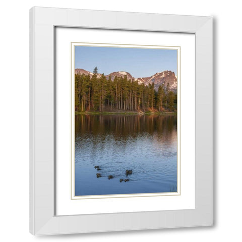Colorado, Rocky Mountains Ducks on Sprague Lake White Modern Wood Framed Art Print with Double Matting by Illg, Cathy and Gordon