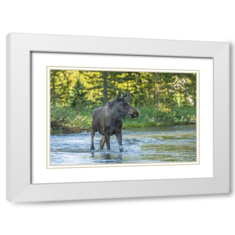 CO, Rocky Mts Male moose crossing Colorado River White Modern Wood Framed Art Print with Double Matting by Illg, Cathy and Gordon