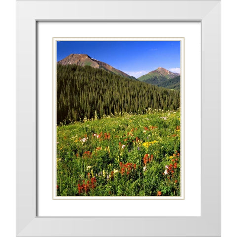 CO, Maroon Bells-Snowmass Wilderness Flowers White Modern Wood Framed Art Print with Double Matting by Terrill, Steve