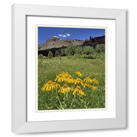 CO, Mill Creek Valley Sneezeweed blooming White Modern Wood Framed Art Print with Double Matting by Terrill, Steve