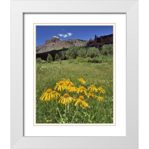 CO, Mill Creek Valley Sneezeweed blooming White Modern Wood Framed Art Print with Double Matting by Terrill, Steve