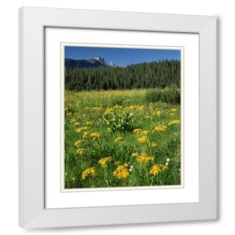 CO, West Elks Wilderness Sneezeweed blooming White Modern Wood Framed Art Print with Double Matting by Terrill, Steve