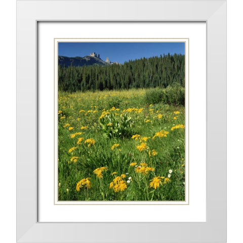 CO, West Elks Wilderness Sneezeweed blooming White Modern Wood Framed Art Print with Double Matting by Terrill, Steve