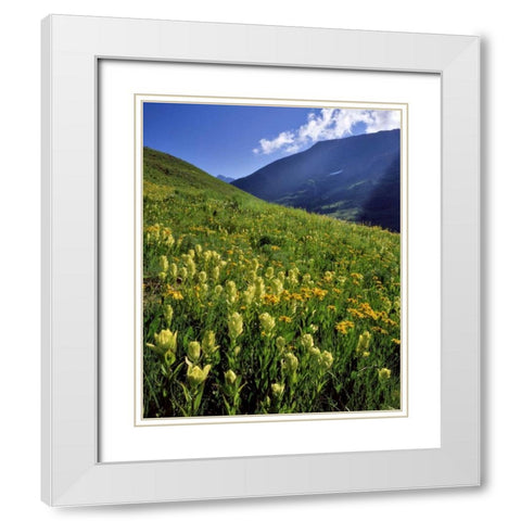 CO, Gunnison NF Sulfur paintbrush and groundsel White Modern Wood Framed Art Print with Double Matting by Terrill, Steve