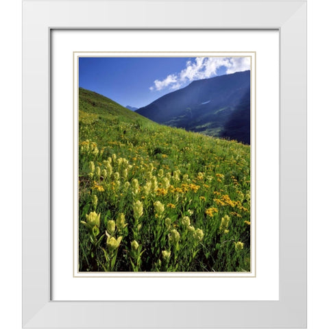 CO, Gunnison NF Sulfur paintbrush and groundsel White Modern Wood Framed Art Print with Double Matting by Terrill, Steve