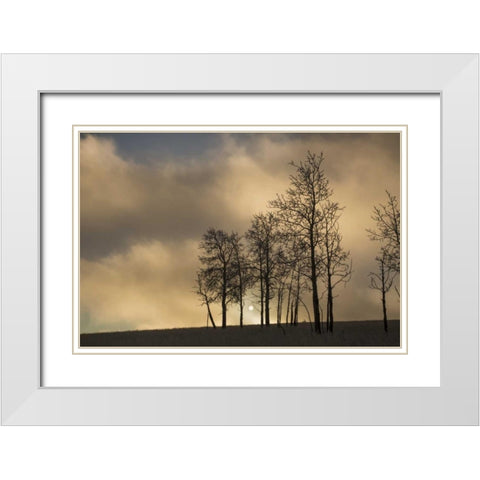 CO, Pike NF Sunrise on clouds and aspen trees White Modern Wood Framed Art Print with Double Matting by Grall, Don