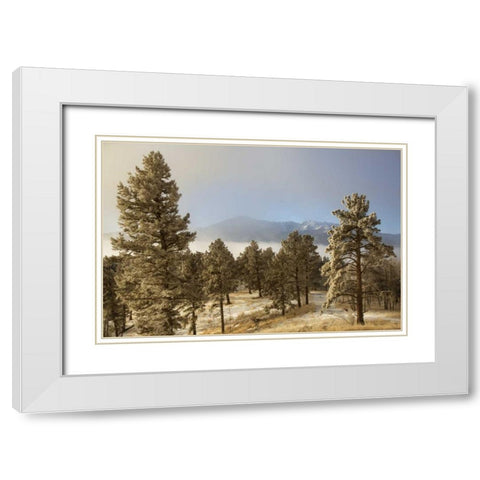 Colorado, Pike NF Frost on Ponderosa Pine trees White Modern Wood Framed Art Print with Double Matting by Grall, Don