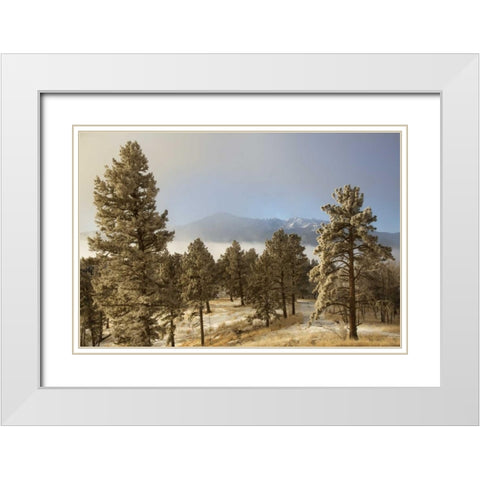 Colorado, Pike NF Frost on Ponderosa Pine trees White Modern Wood Framed Art Print with Double Matting by Grall, Don