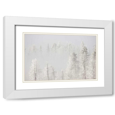 Colorado, Pike NF Trees with hoarfrost in fog White Modern Wood Framed Art Print with Double Matting by Grall, Don