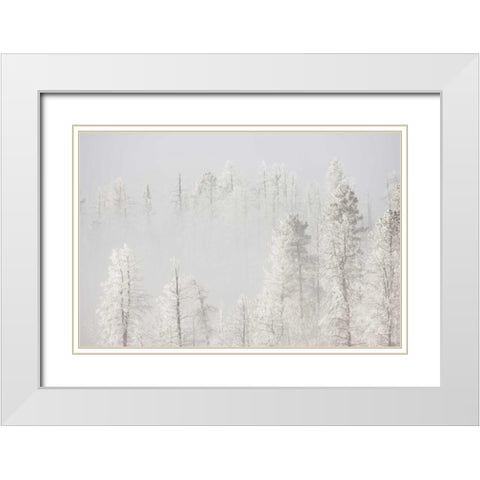 Colorado, Pike NF Trees with hoarfrost in fog White Modern Wood Framed Art Print with Double Matting by Grall, Don