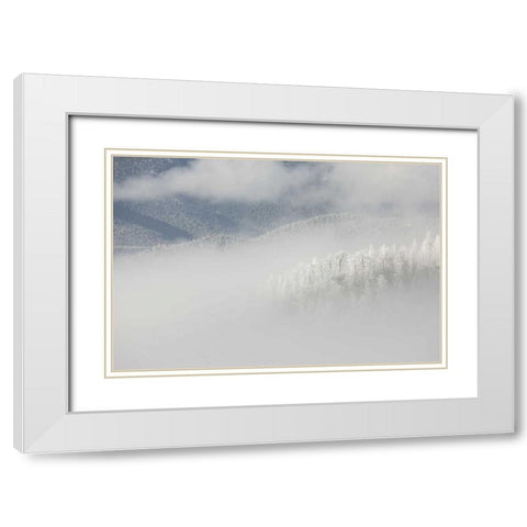 Colorado, Pike NF Trees with hoarfrost in fog White Modern Wood Framed Art Print with Double Matting by Grall, Don