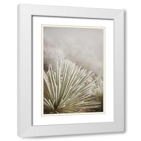 CO, Pike NF Soapweed yucca covered in hoarfrost White Modern Wood Framed Art Print with Double Matting by Grall, Don