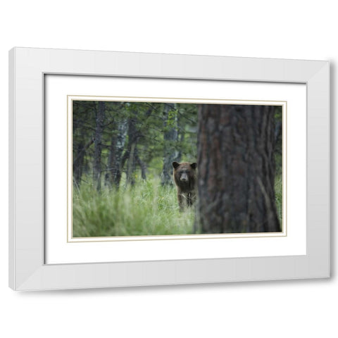 Colorado A cinnamon phase black bear in forest White Modern Wood Framed Art Print with Double Matting by Grall, Don