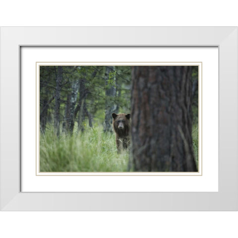 Colorado A cinnamon phase black bear in forest White Modern Wood Framed Art Print with Double Matting by Grall, Don