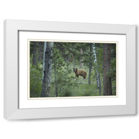Colorado A cinnamon phase black bear in forest White Modern Wood Framed Art Print with Double Matting by Grall, Don