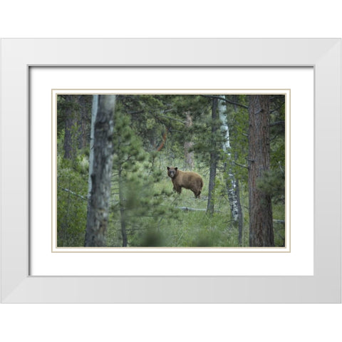 Colorado A cinnamon phase black bear in forest White Modern Wood Framed Art Print with Double Matting by Grall, Don