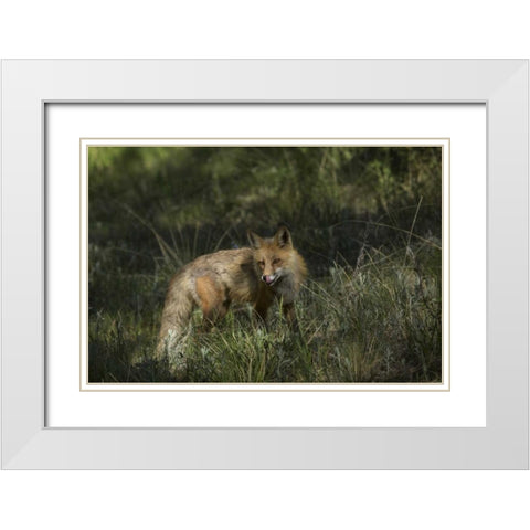Colorado, Pike National Forest Red fox in meadow White Modern Wood Framed Art Print with Double Matting by Grall, Don