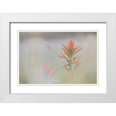 CO, Pike NF Indian paintbrush in foggy meadow White Modern Wood Framed Art Print with Double Matting by Grall, Don