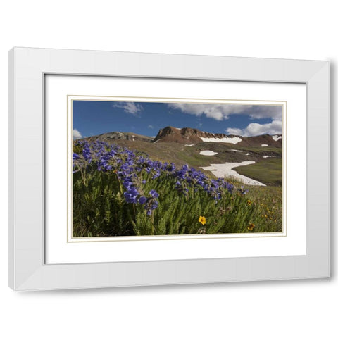 Colorado, San Juan Mts Flowers on Cinnamon Pass White Modern Wood Framed Art Print with Double Matting by Grall, Don