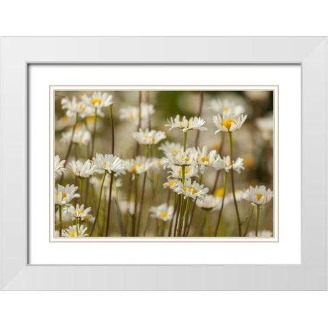 USA, Colorado, Grand County Oxeye daisies White Modern Wood Framed Art Print with Double Matting by Illg, Cathy and Gordon