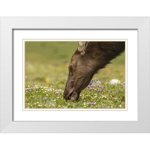 Colorado, Rocky Mountains Elk cow eating flowers White Modern Wood Framed Art Print with Double Matting by Illg, Cathy and Gordon